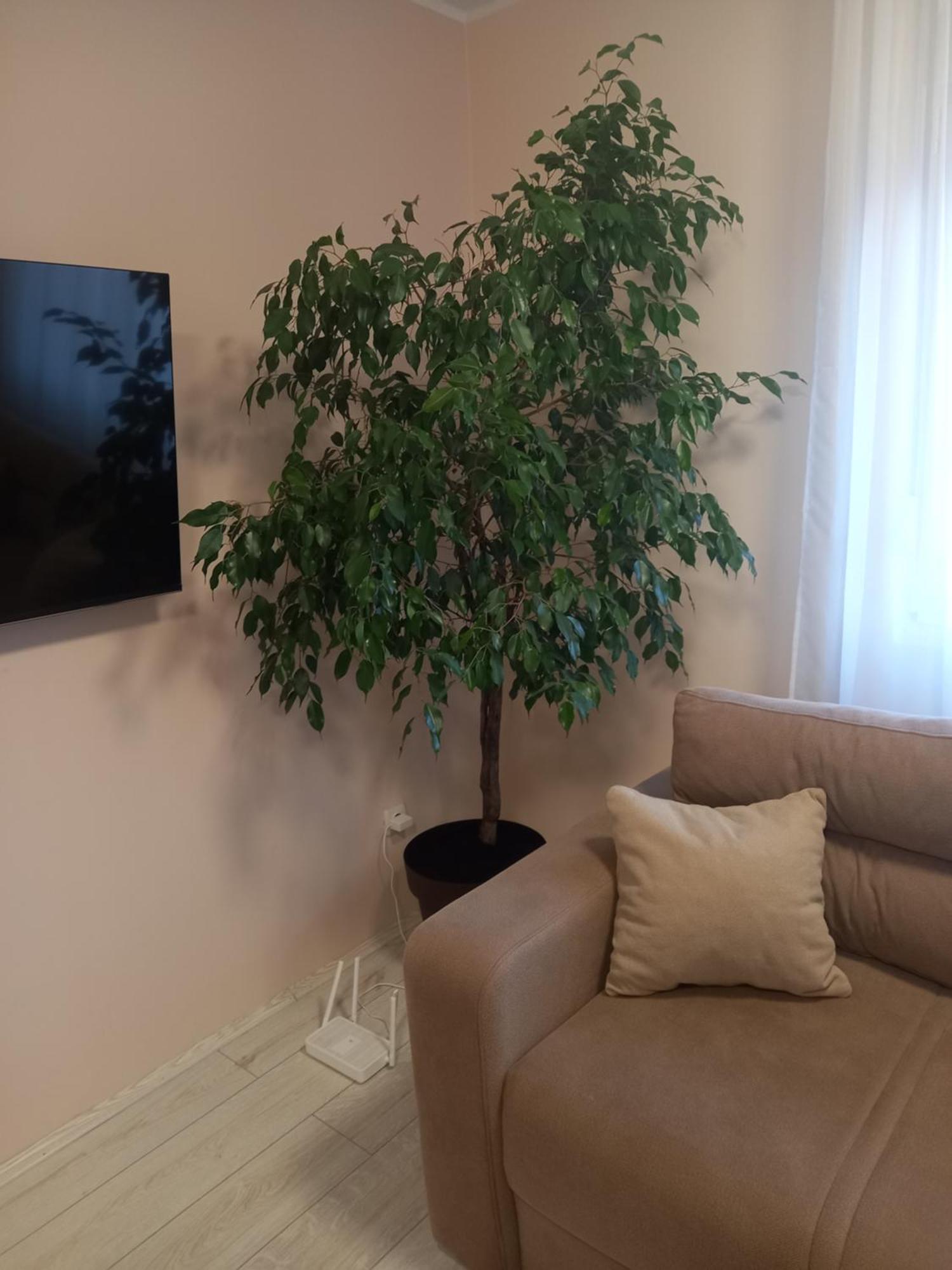 Leda Apartmani Smederevo Exteriér fotografie